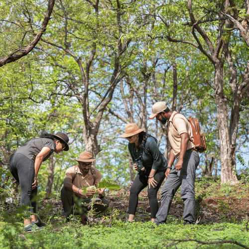Guide Educating the Tourists about a Plant