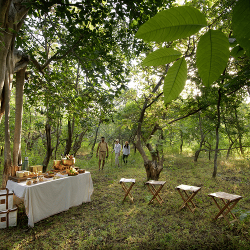 Table laid with Tea and Condiments in the Jungle