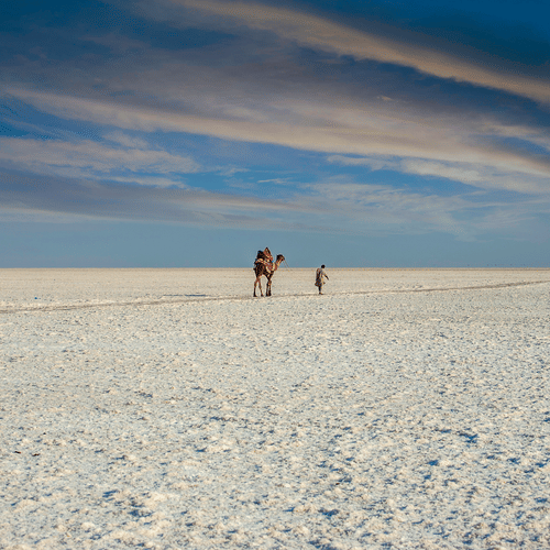 Camel Wandering on a Salty Desert 