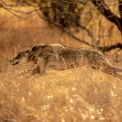 Indian Fox in the Wild