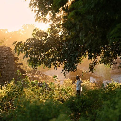 Dense Forest During the Sunset
