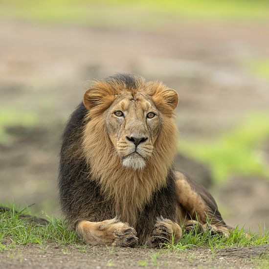 Close up of a Lion