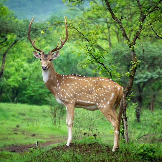 Deer in the Jungle