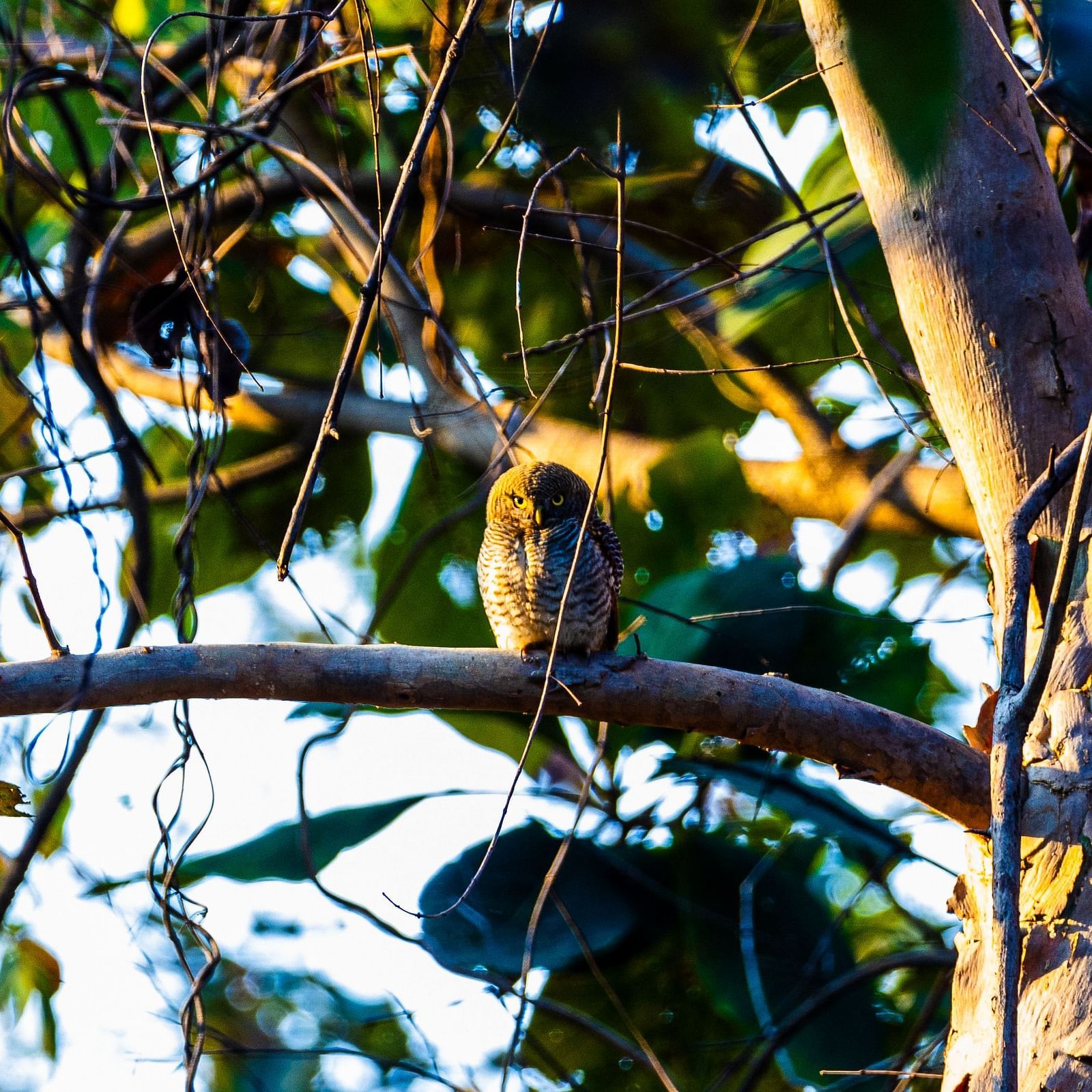 A bird perched on a branch at Tadoba Andhari Tiger Reserve.