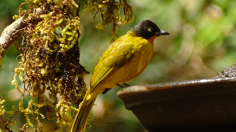Colorful bird perched beside a water bowl with green foliage in the background.