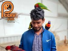 A person wearing a blue jacket balances several parrots on his hand and over his shoulder at Peeku Park. 