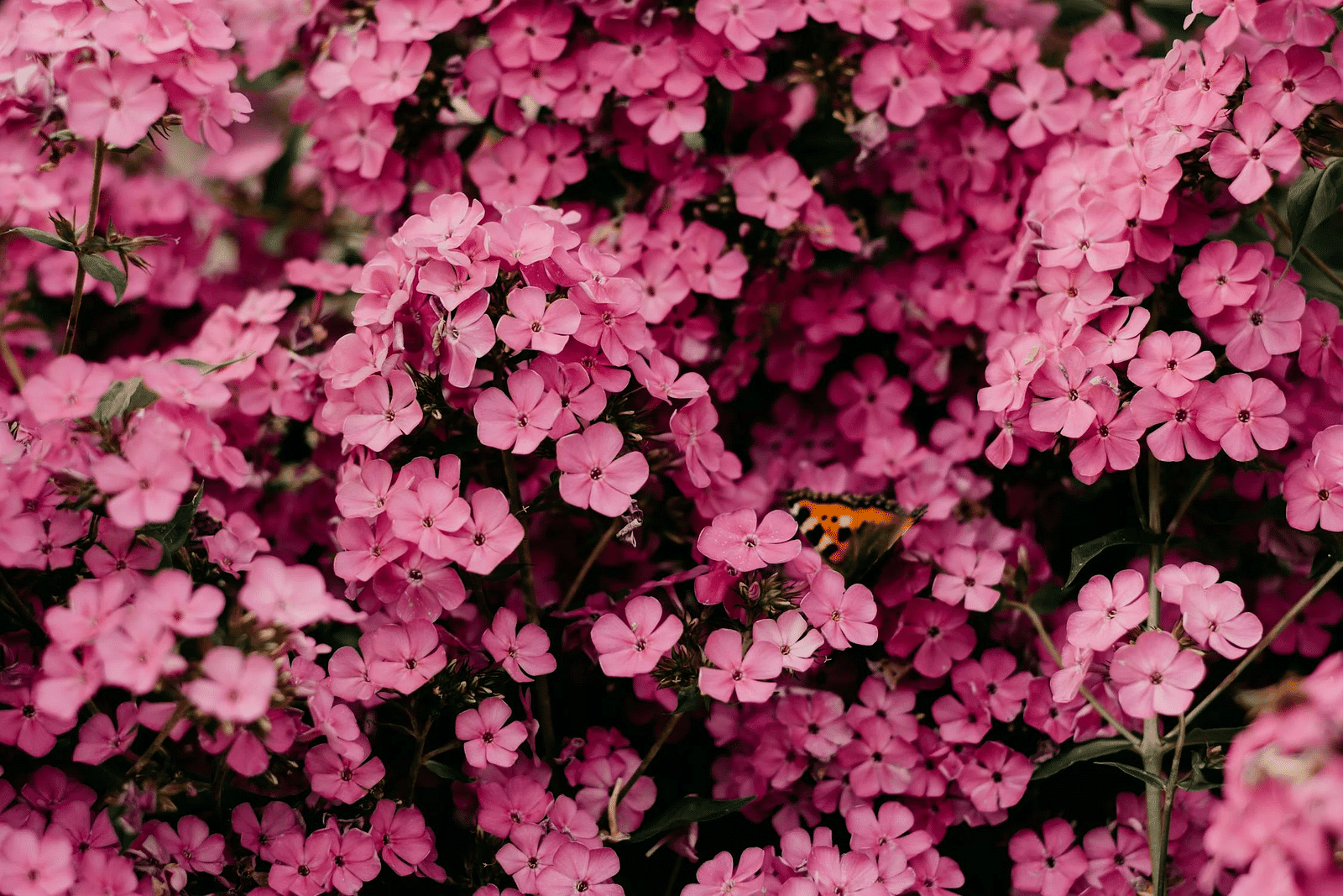 pexels-photo-1408221