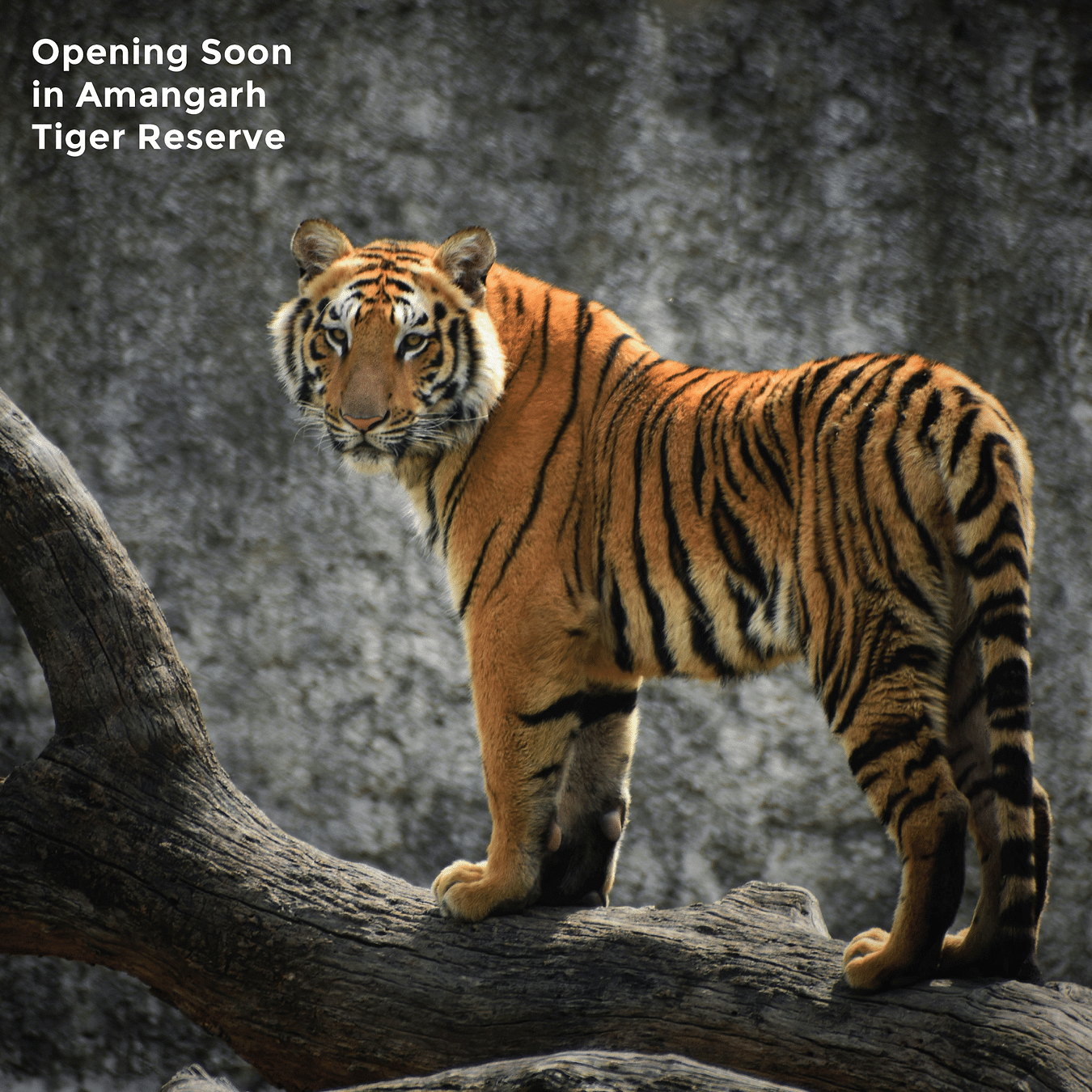 A Bengal tiger with vibrant orange and black stripes stands on a weathered tree trunk, against a blurred rocky backdrop with text - Opening Soon in Amangarh Tiger Reserve.