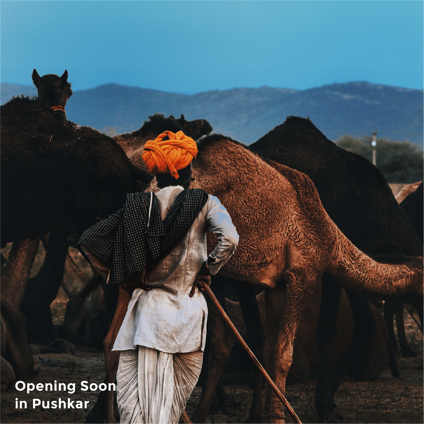 A man with turban and a stick grazing camels as the silhouettes of mountains are featured in the background and the text says 'Opening Soon in Pushkar'