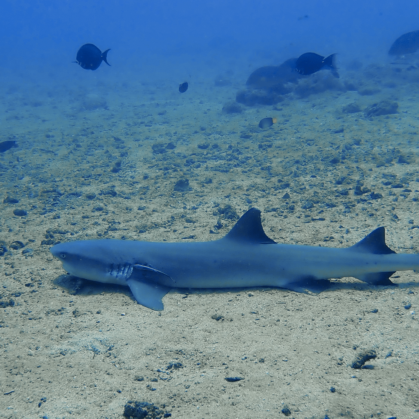 Shark spotted during an adventurous dive at Barefoot Scuba Resort, Havelock Island.