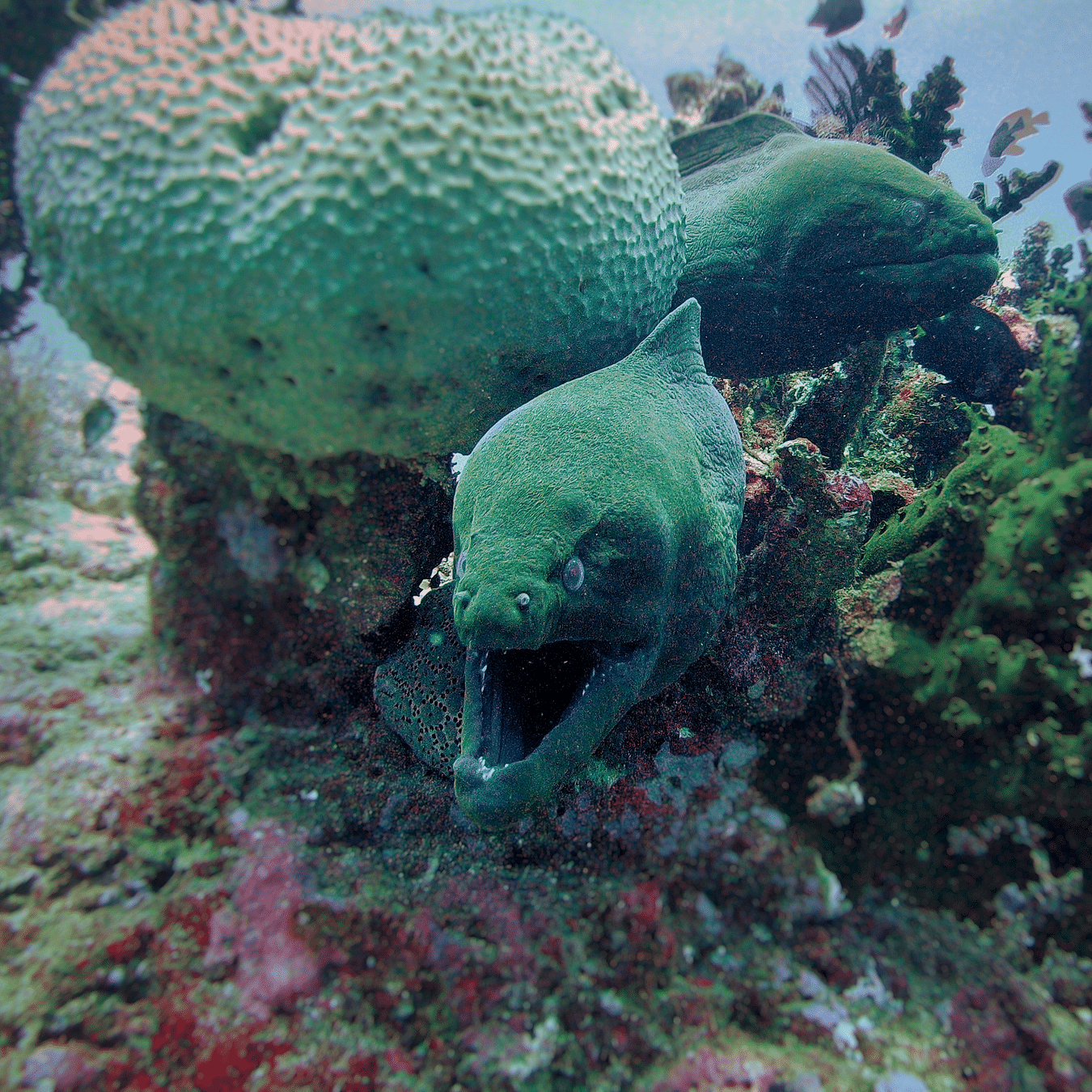 Marine life sighting during a dive from Barefoot Scuba Resort, Havelock Island.