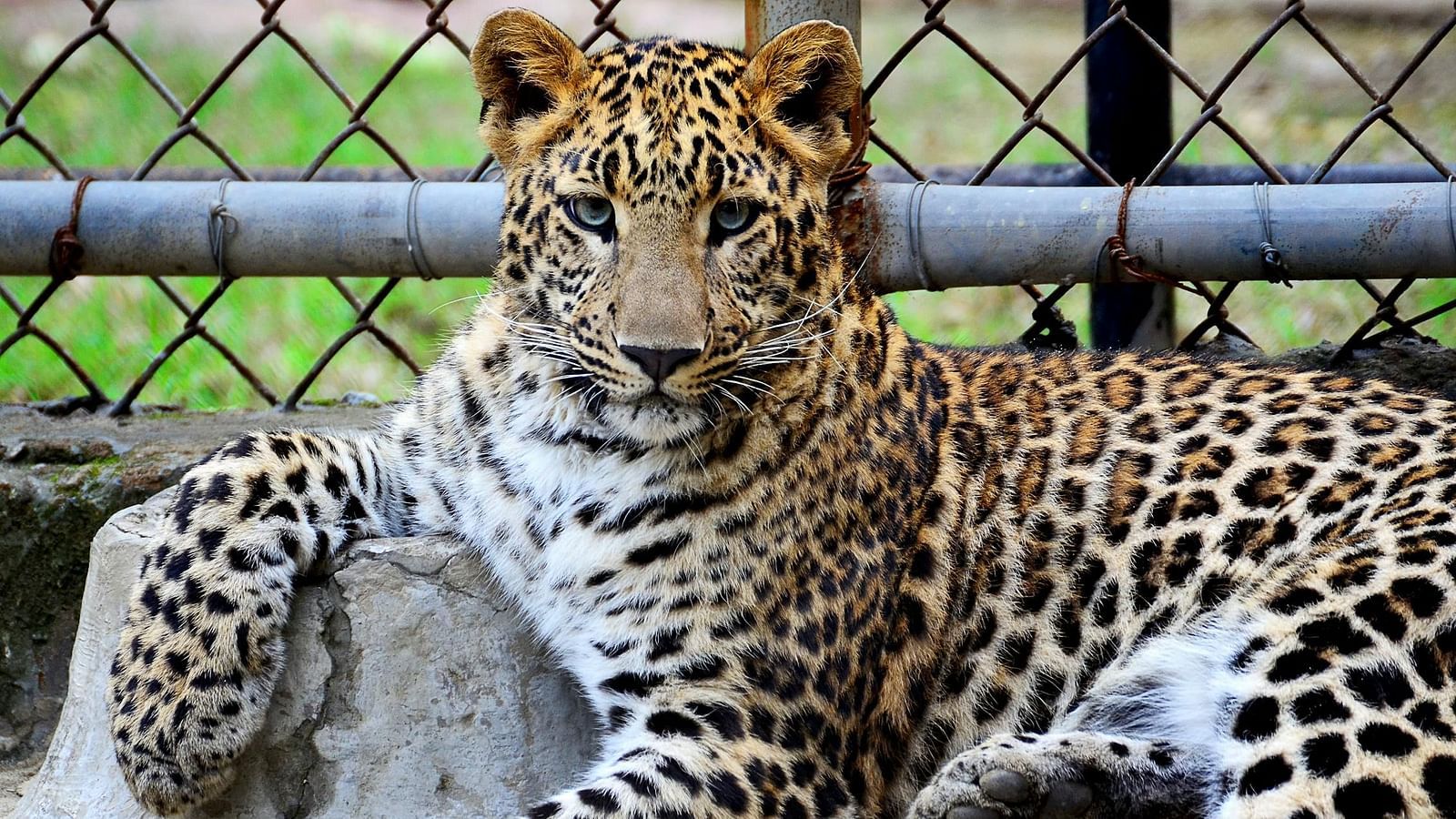 An image of a leopard resting with a forepaw placed on an object.