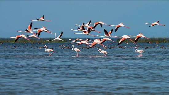 Chilika Bhubaneswar.me
