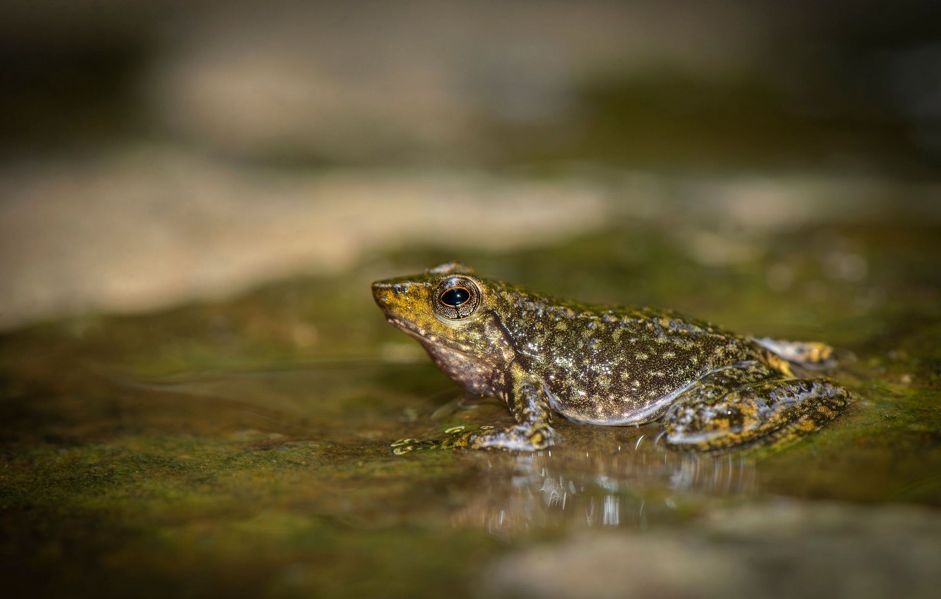 Dancing frog (Micrixalus saxicola) by Santosh Saligram