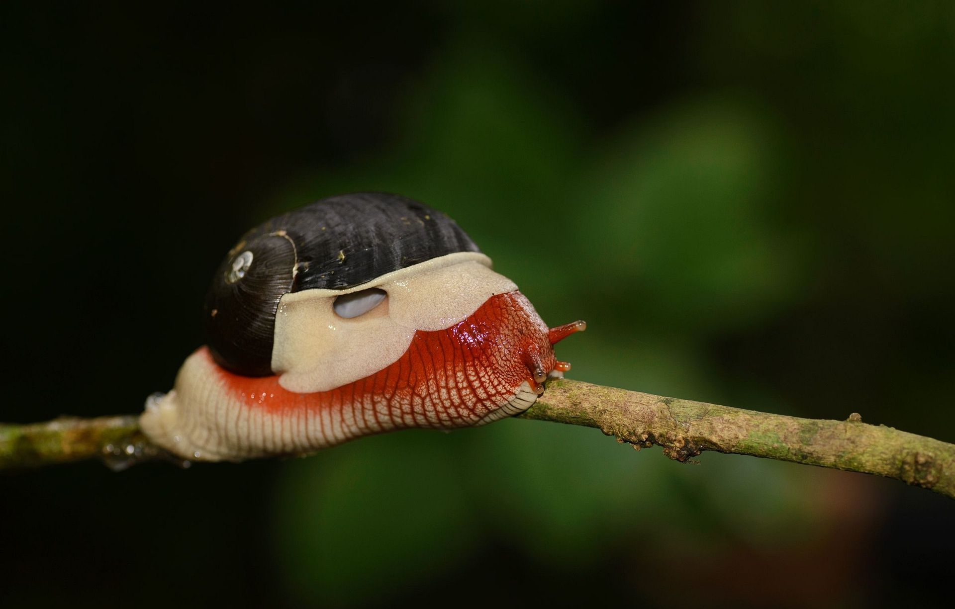 Indrella ampulla red snail by Santosh Saligram
