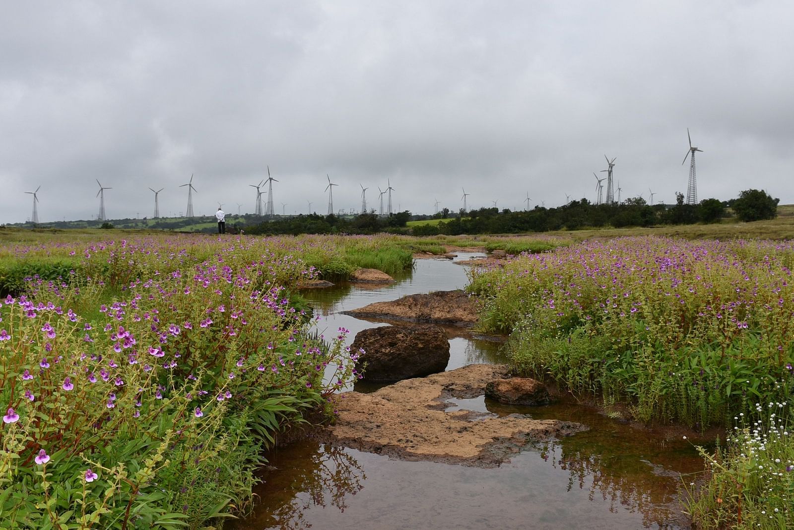 A stream dividing a field of flowers beneath a cloudy sky at Agreen Hotels.