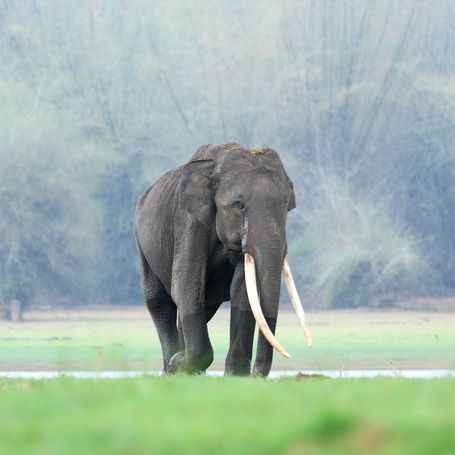 Indian elephant with long tusks in a grassy landscape.
