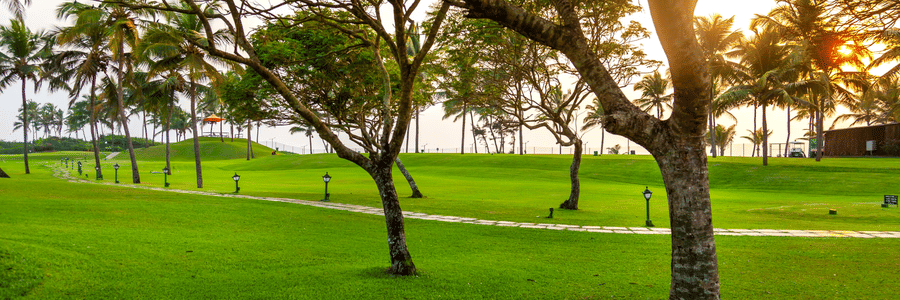 view of the grass with coconut trees on it - caravela Beach Resort Goa 