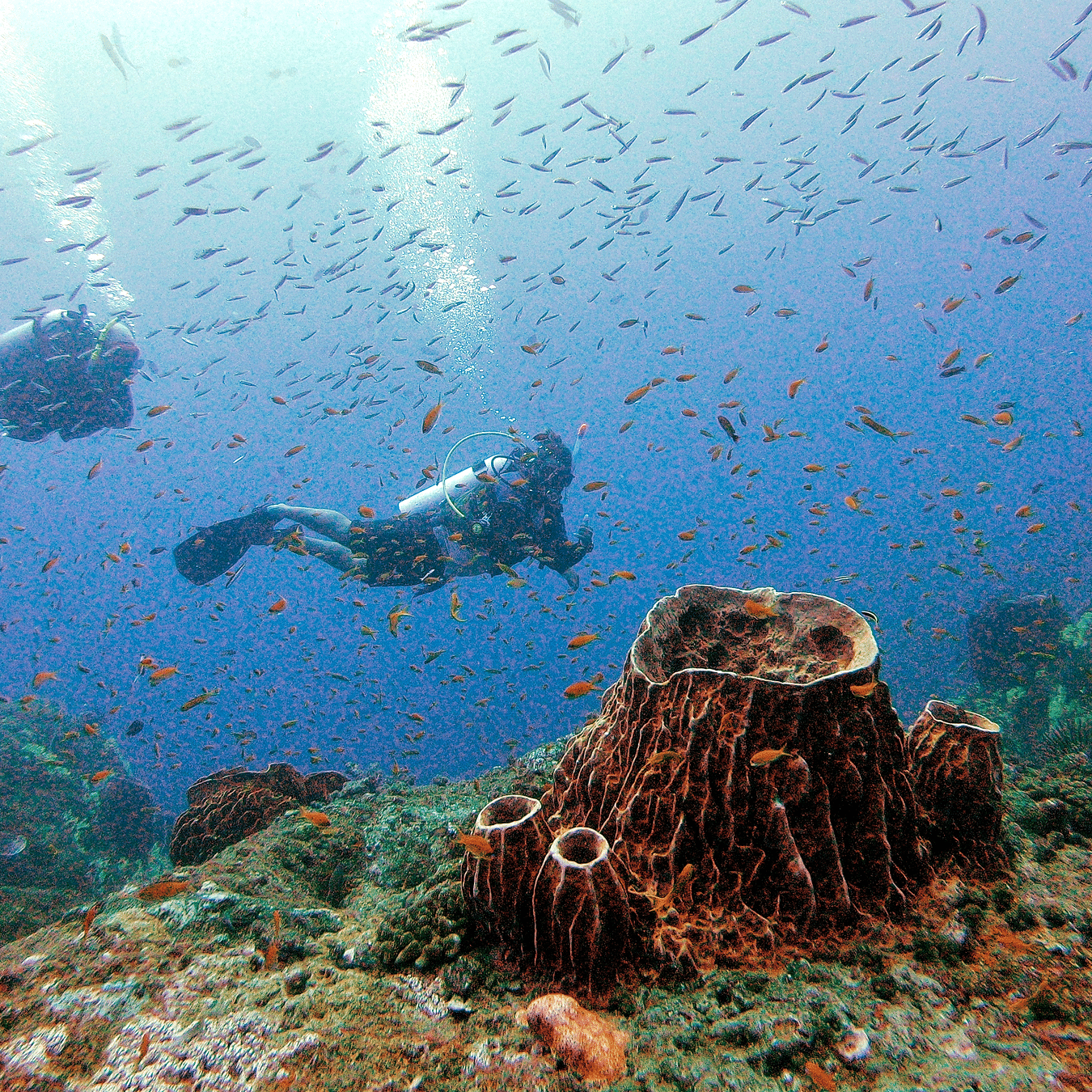 Scuba divers exploring coral reefs at Barefoot Scuba Resort in the Andaman Islands, ideal for marine adventures.