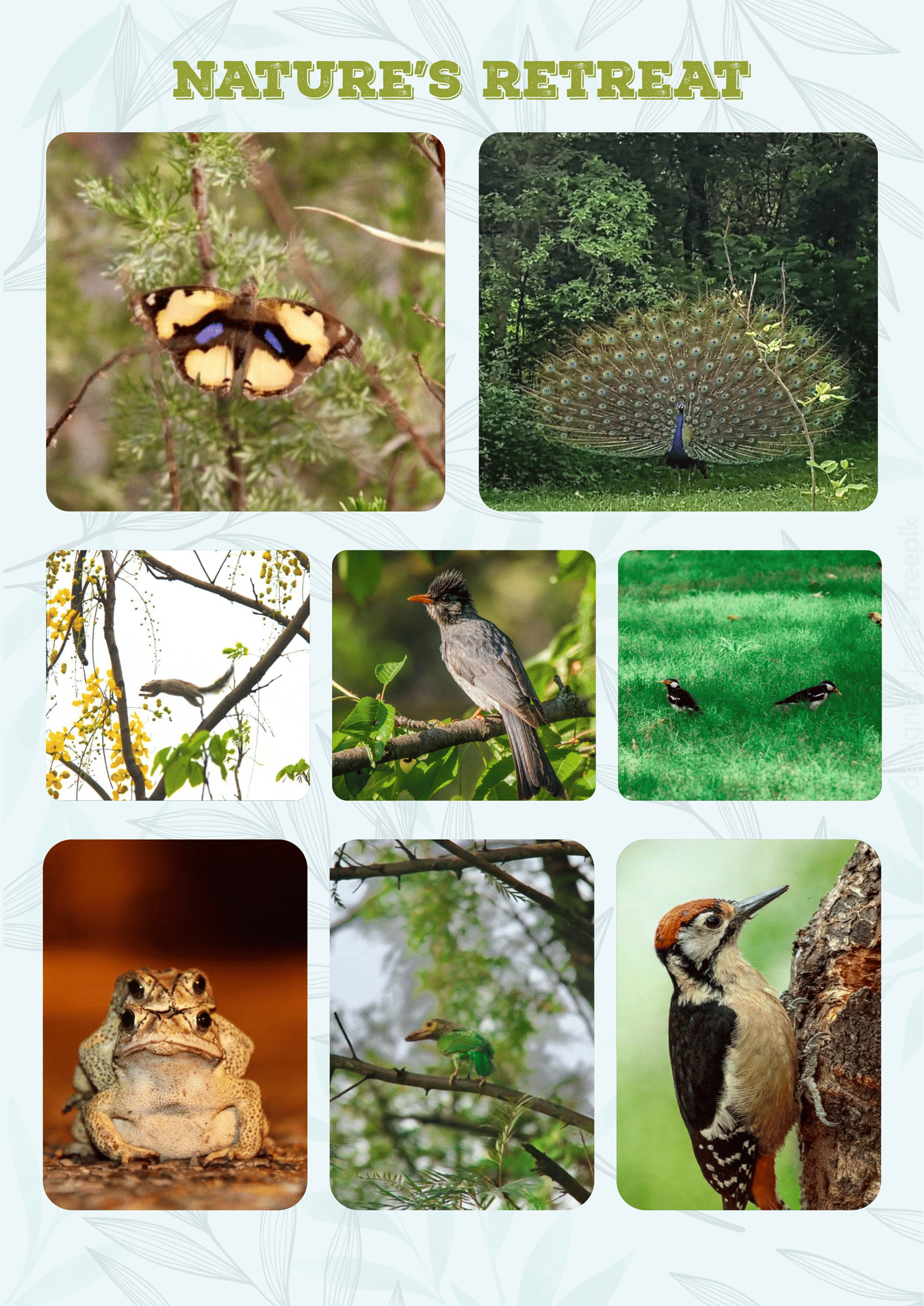 Collage of different animals at Themis Mudhouse- A Nature's Wellness Resort