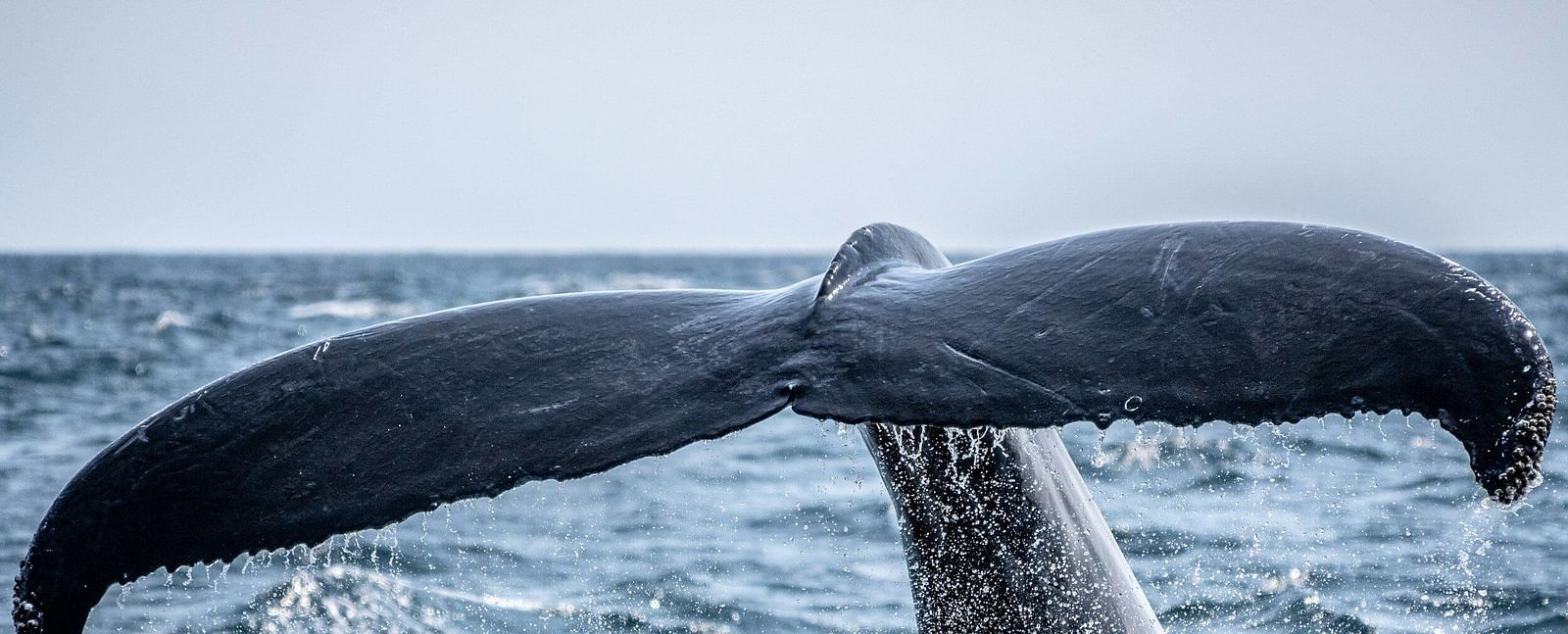 A whale diving beneath the waves creating ripples in the water - Brewery Gulch Inn & Spa
