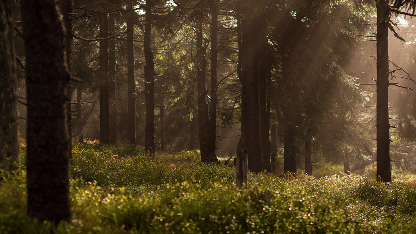 An overview of a forest with large trees trunks in view and sun's rays hitting the grass.