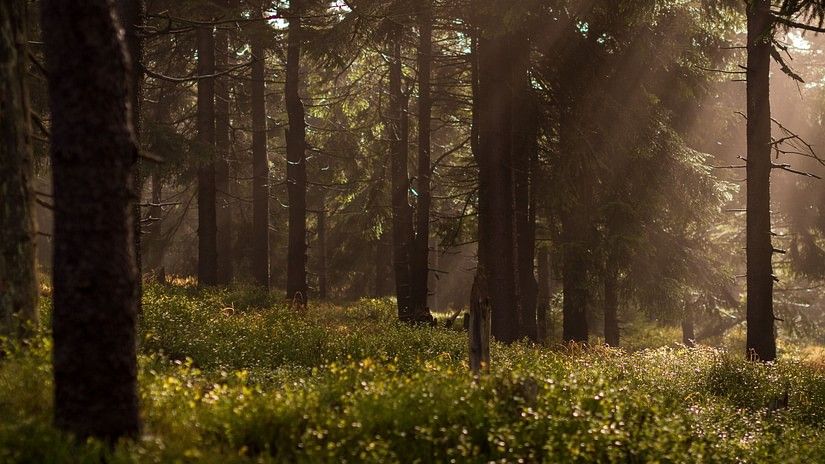 An overview of a forest with large trees trunks in view and sun's rays hitting the grass