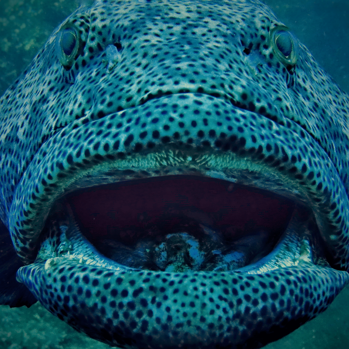 Close-up of marine life during a dive at Barefoot Scuba Resort, showcasing rich biodiversity underwater.