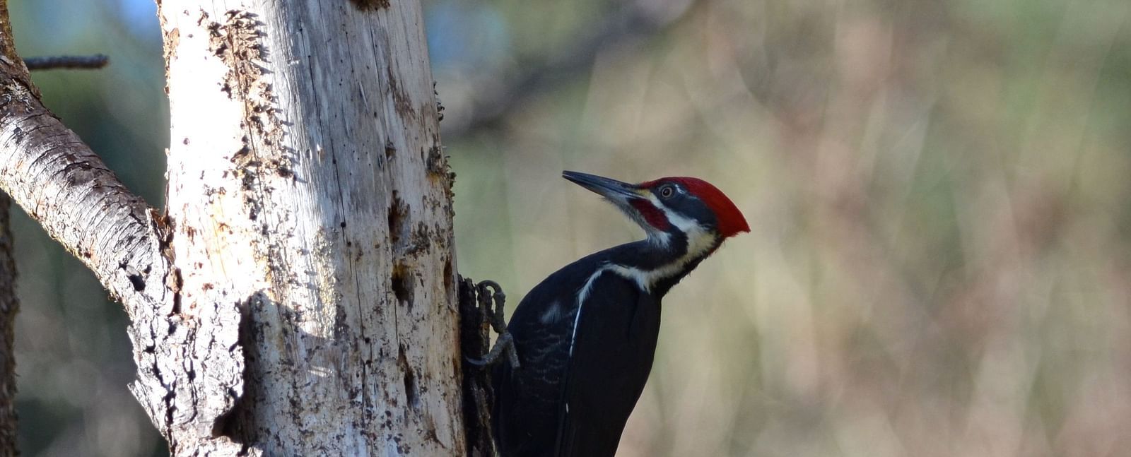 A Pileated Woodpecker pecking a tree trunk during a sunny day - Brewery Gulch Inn & Spa