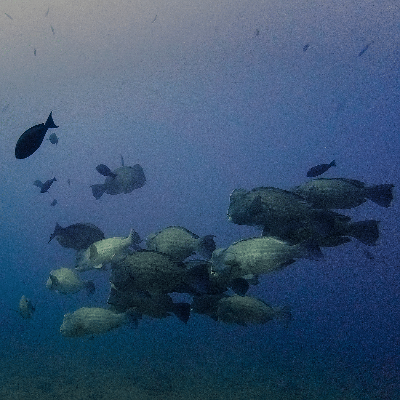 School of fish during a scuba diving session near Barefoot Scuba Resort in Havelock.