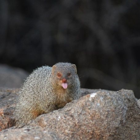 Mongoose on a rock with its tongue out