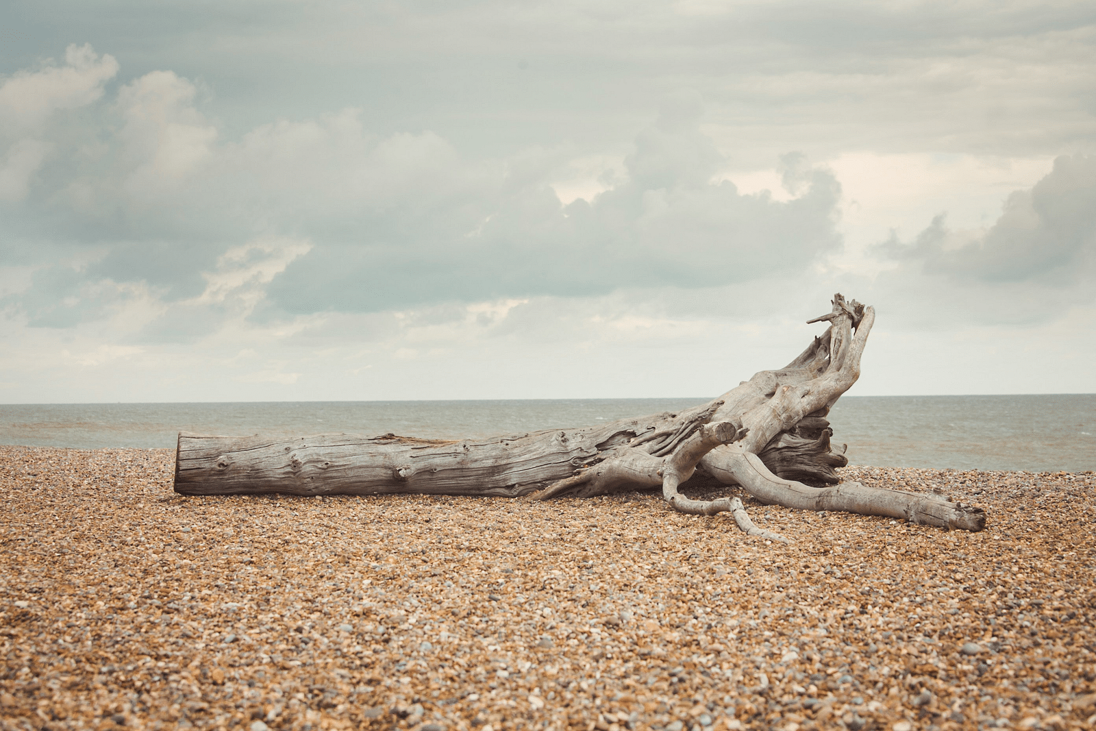 A driftwood on a sandy beach with water and clouds in the background