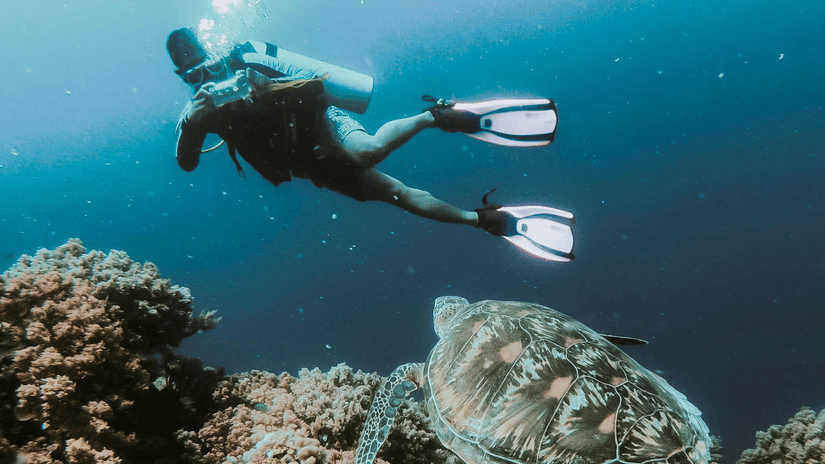 A person scuba diving in the water near the coral reefs with a turtle swimming around