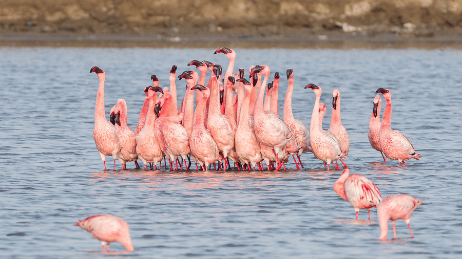 A flock of flamingos at the Khijadiya Bird Santuary, a major Jamnagar attactions.