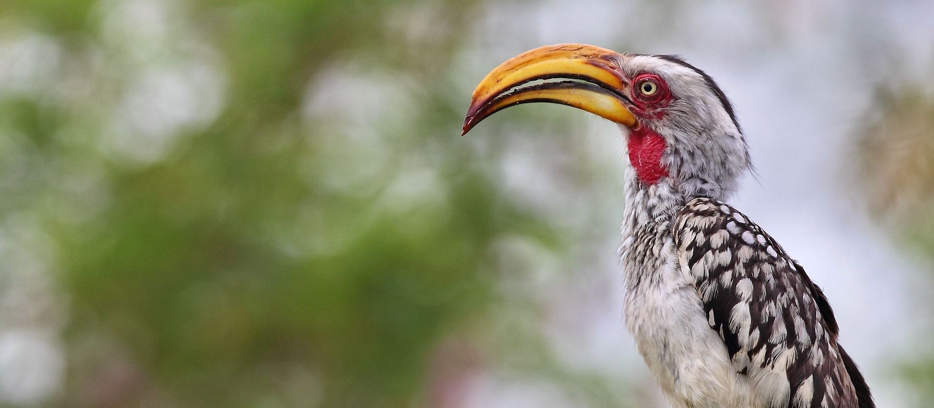 HORNBILL 1