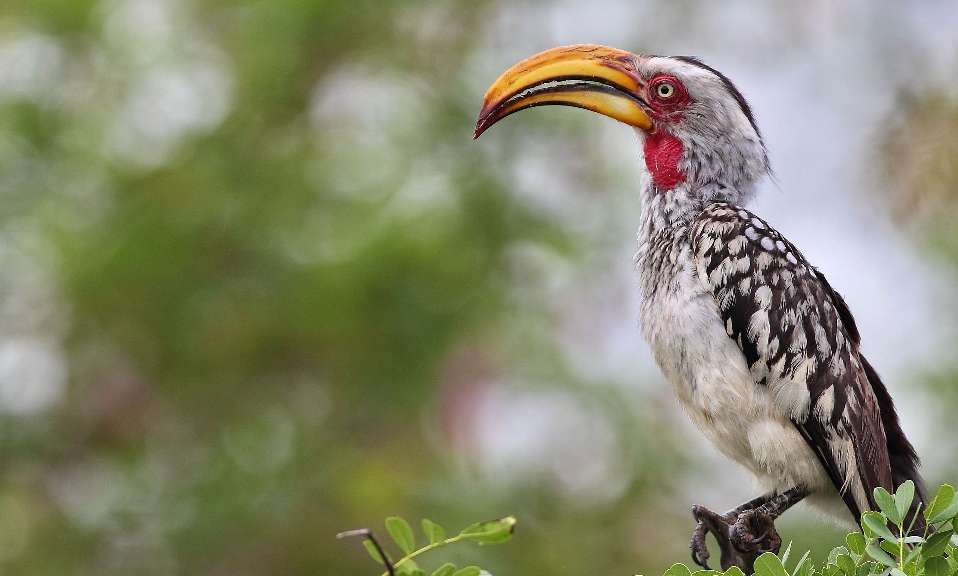 HORNBILL 1