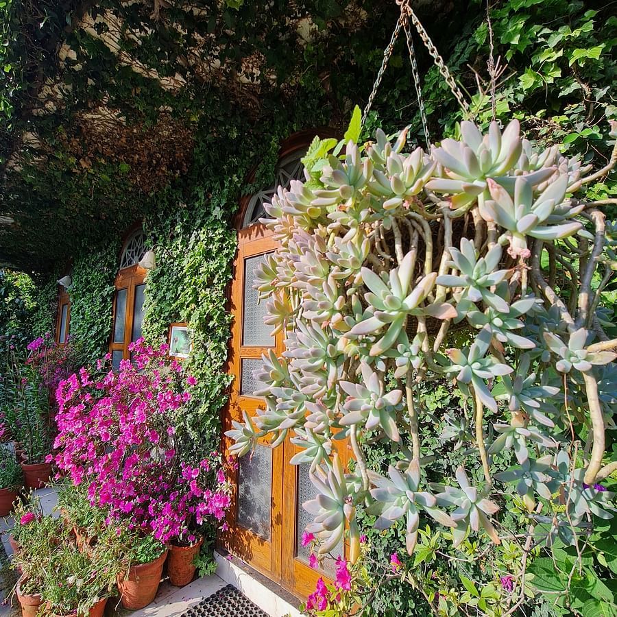 Hanging plants and flowers in a garden.