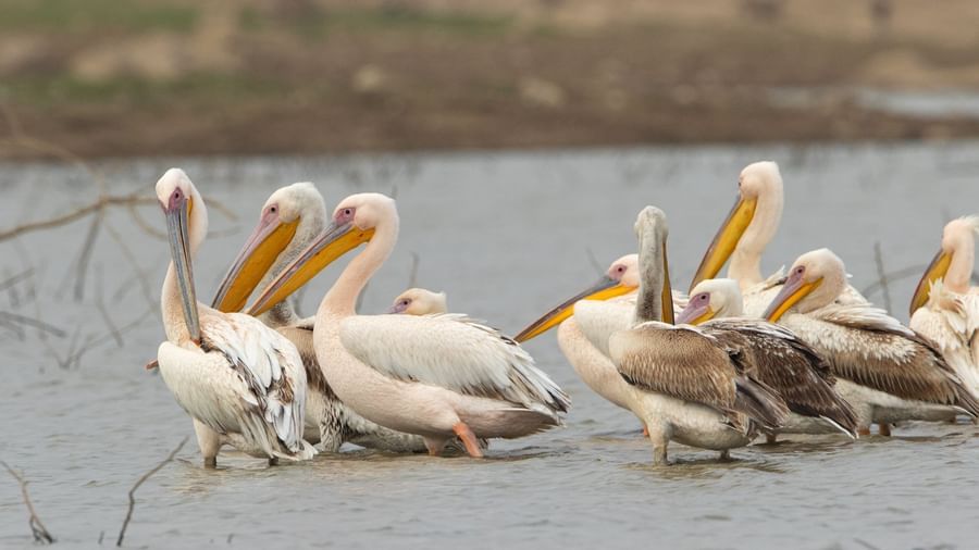 Birds - Somsagar - Surya Bagh