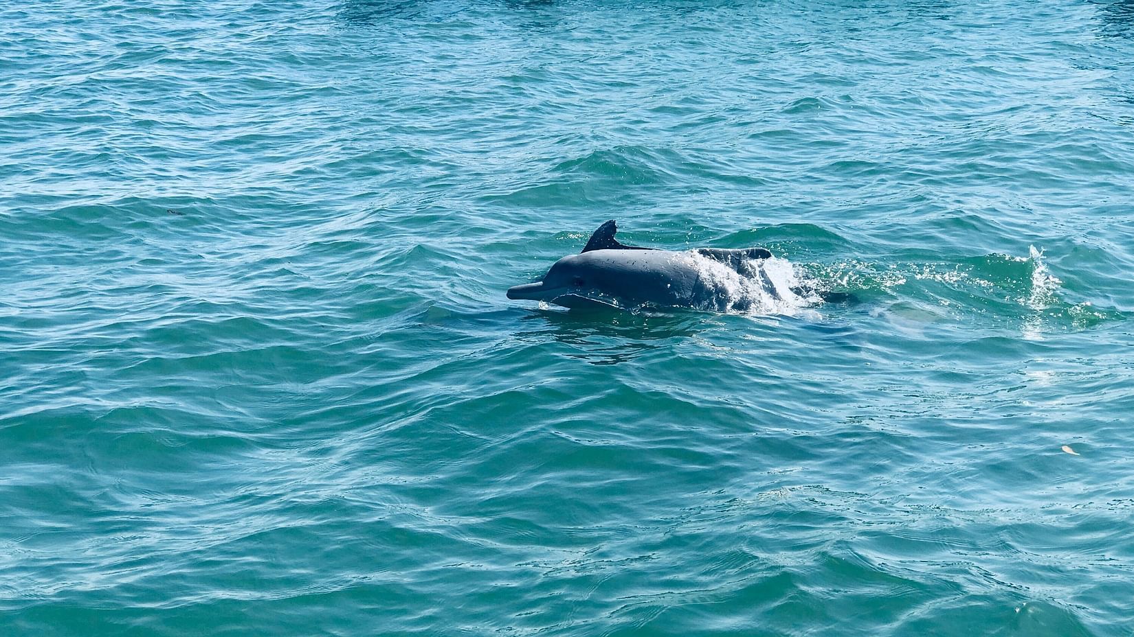 a dolphin breaching
