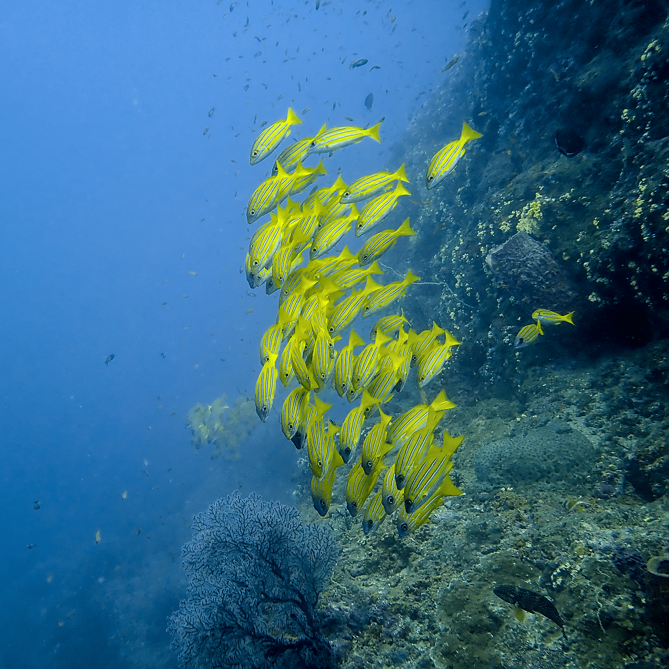Scuba diving with tropical fish at Barefoot Scuba Resort, a top dive site in Havelock.