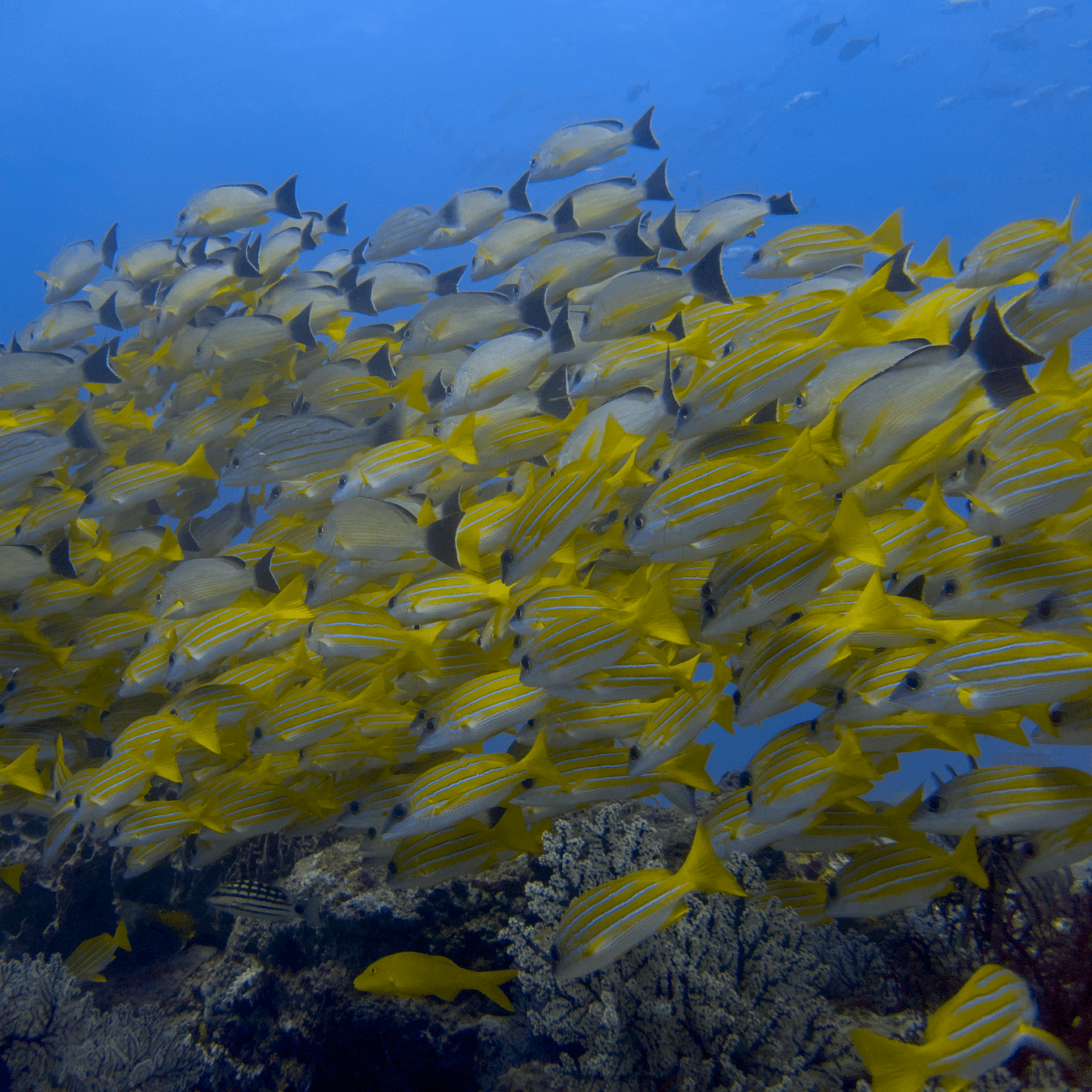 Diving through large schools of fish at Barefoot Scuba Resort, perfect for underwater photography and exploration.