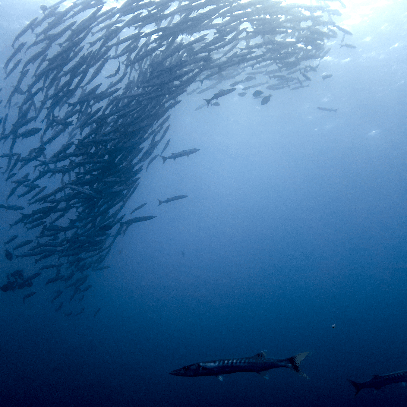 School of fish swimming past a diver at Barefoot Scuba Resort, a top diving spot in the Andamans.