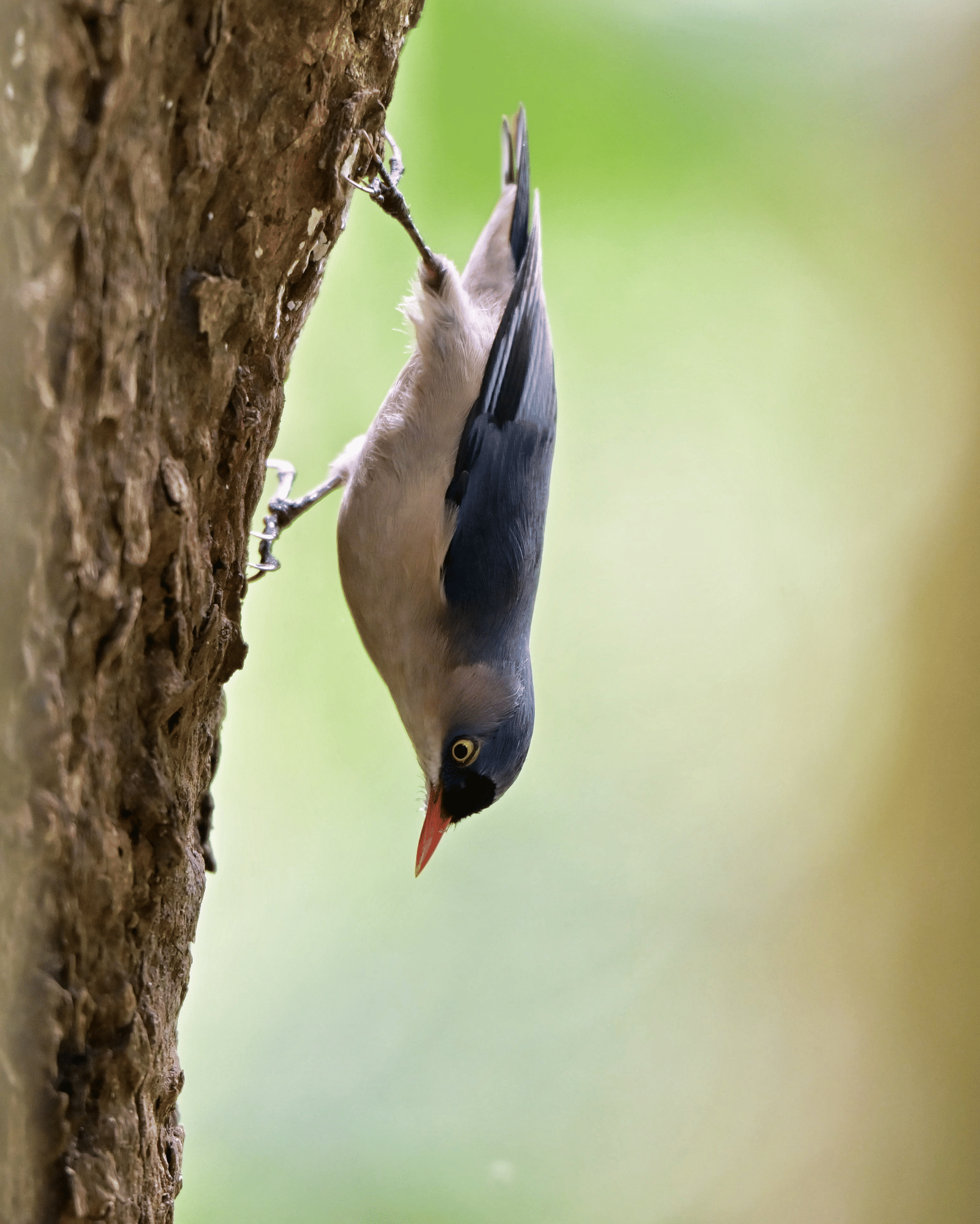 Velvetfronted nuthach -1