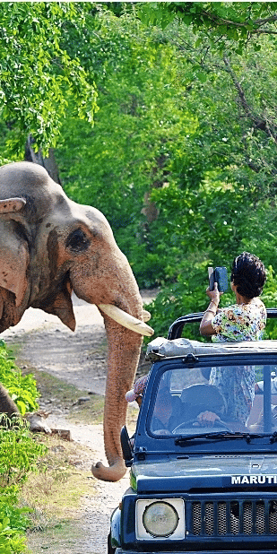 Jungle Safari at jim corbett- The Golden Tusk