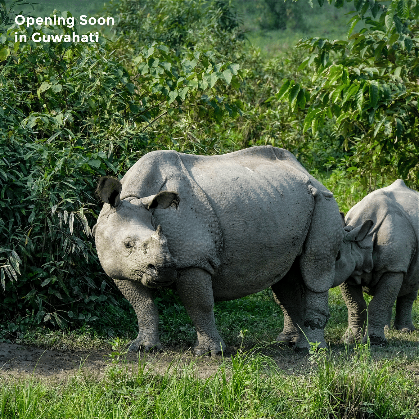 Image featuring two rhinos amidst greenery as the text says - Opening Soon in Guwahati