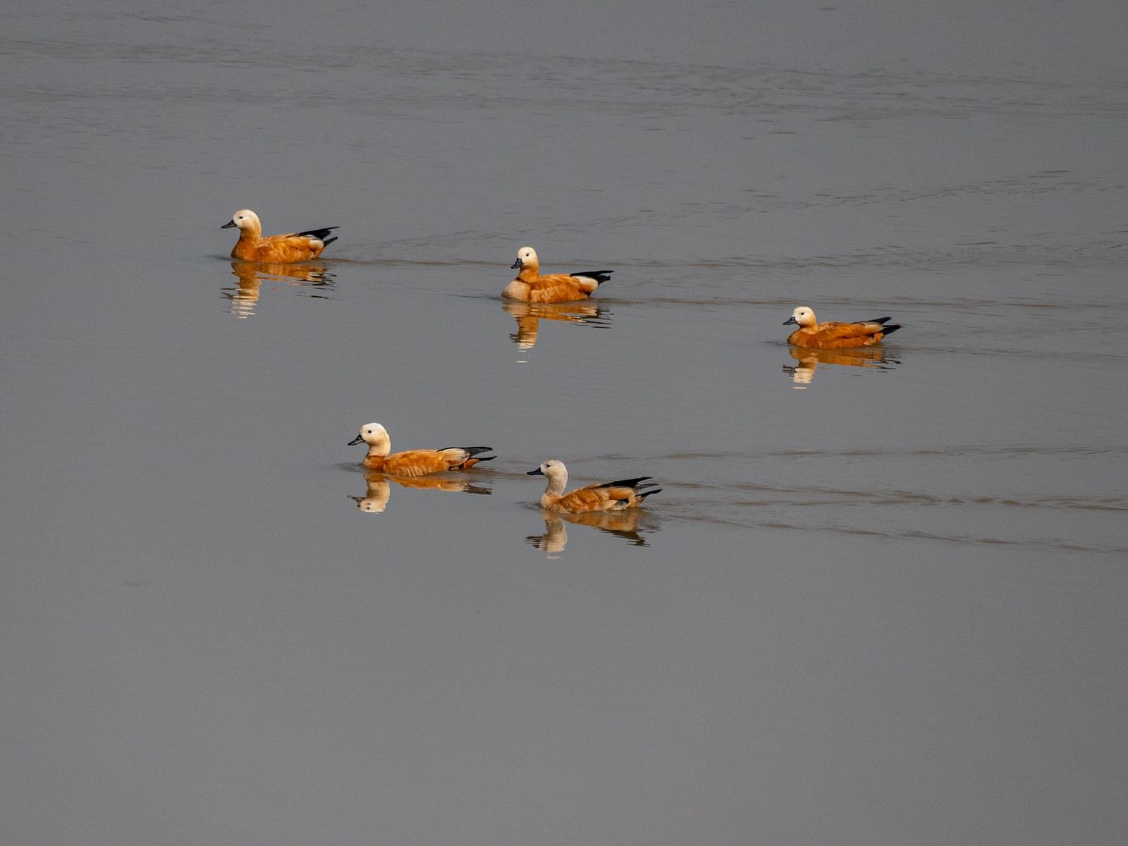 A day time picture featuring five Ruddy Shelducks on water