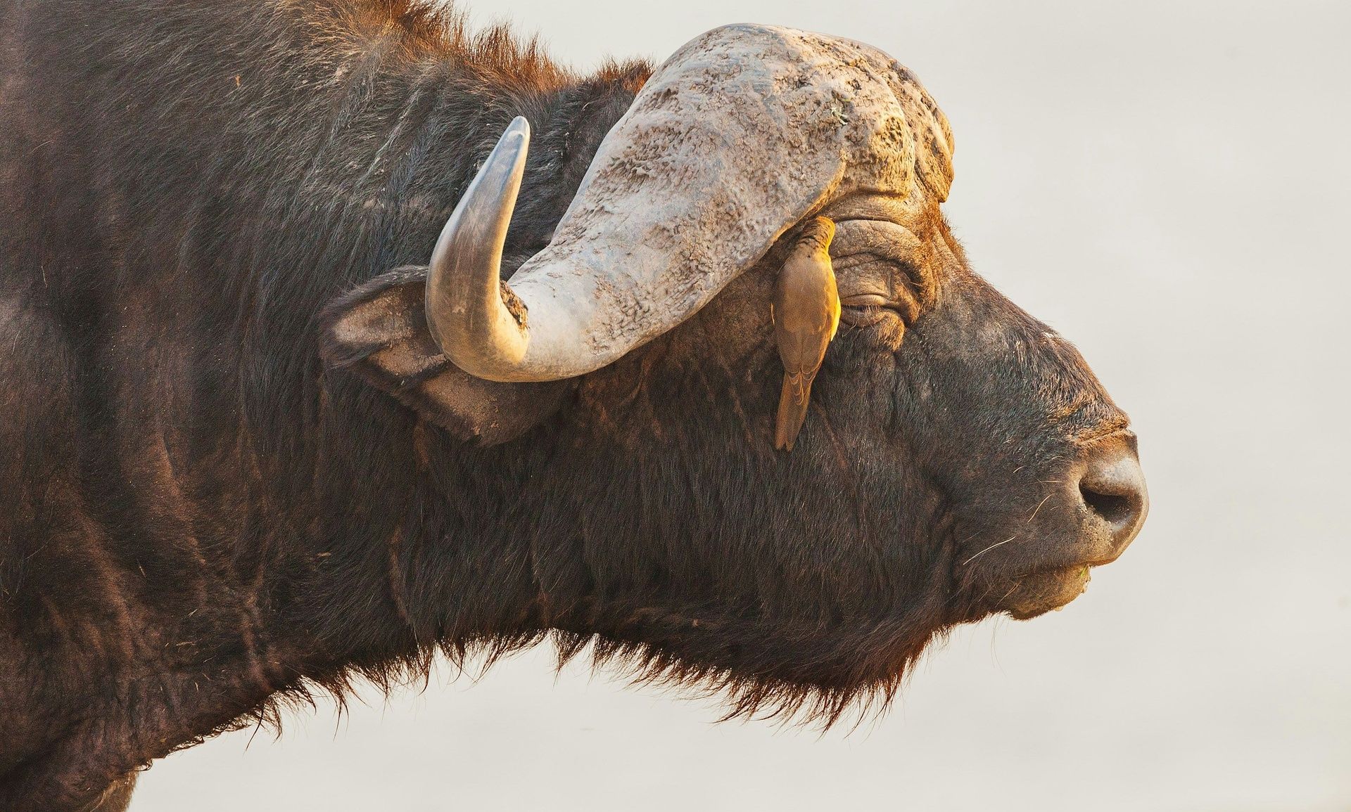 Close-up of a Cape buffalo with an oxpecker.