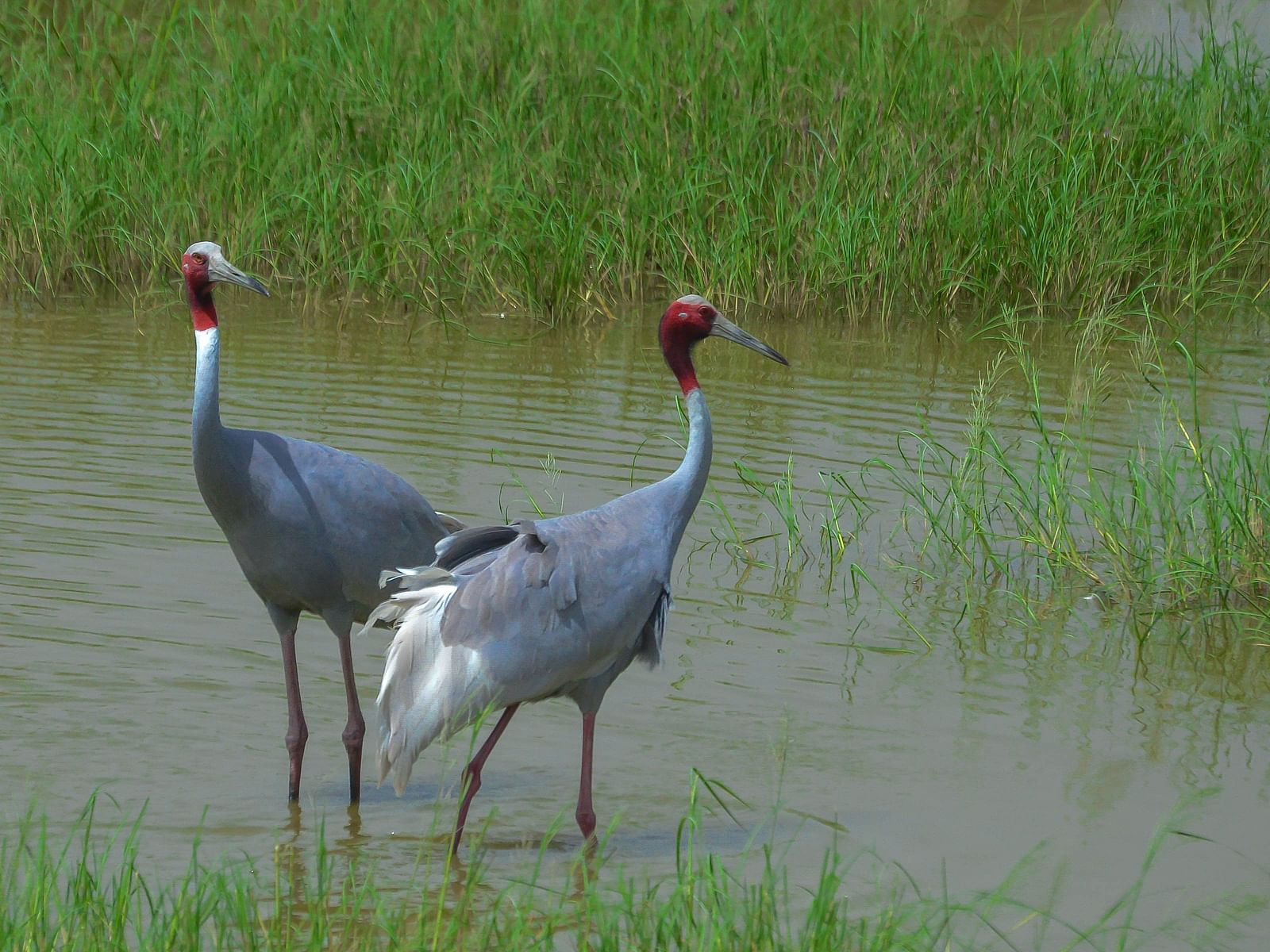 A picture featuring two Sarus Crane standing in a water body covered with hoigh grass, captured in day time