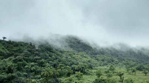 An overview of the lush green Baba Budan Giri hill, where Chikmagalur coffee began, covered with dense fog.