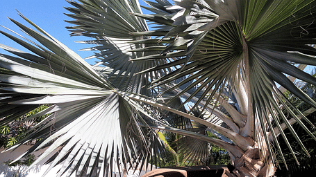 Palma Bismarkia